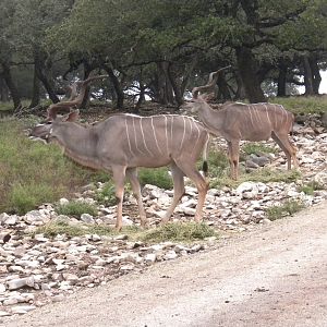 Greater Kudu