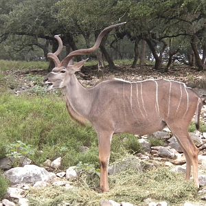 Greater Kudu