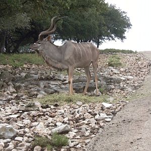 Greater Kudu