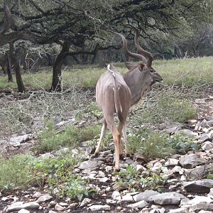 Greater Kudu