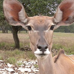 Greater Kudu