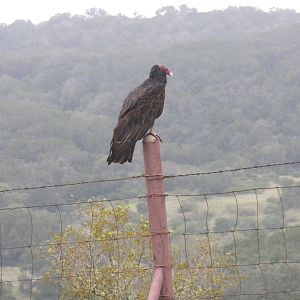 Wild Turkey Vulture