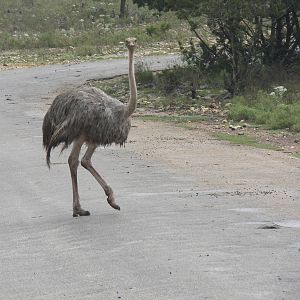Ostrich