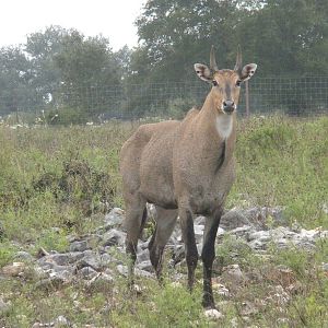Nilgai