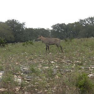 Nilgai