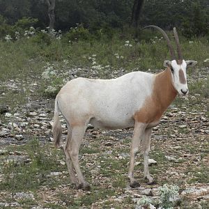 Scimitar-Horned Oryx