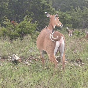 Nilgai