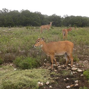 Nilgai