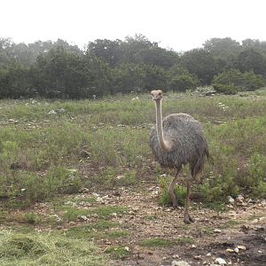 Ostrich