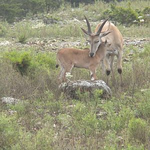 Common Eland