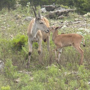 Common Eland