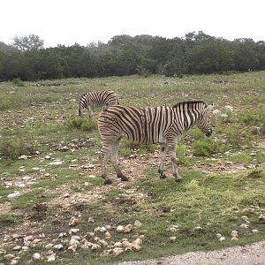 Bruchell's Zebra
