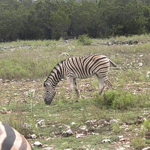 Bruchell's Zebra