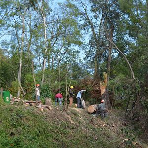 Fallen Tree Removal Crew