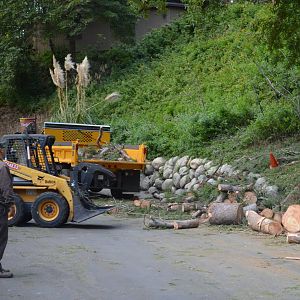 Fallen Tree Removal Crew