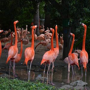 Flamingo Lagoon