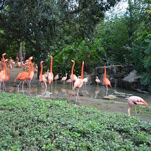 Flamingo Lagoon