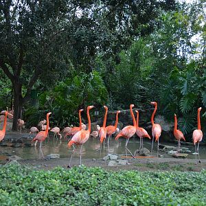 Flamingo Lagoon