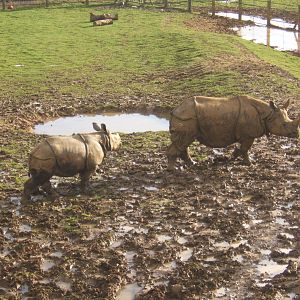 Indian Rhino and calf