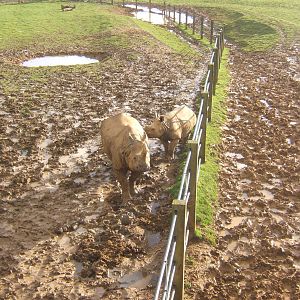 Indian Rhino and calf