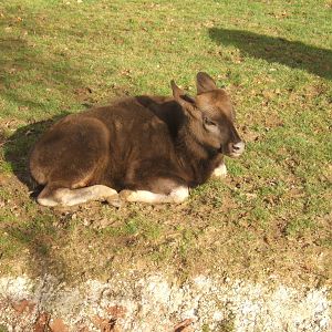 Gaur calf