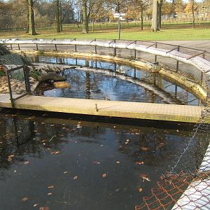 View of Asian Short-clawed Otter enclosure