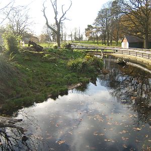 View of Asian Short-clawed Otter enclosure