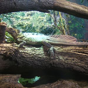 Philippine Sailfin Lizard