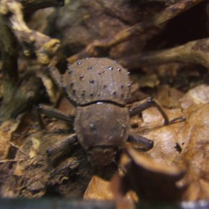 Fregate Island Giant Beetle