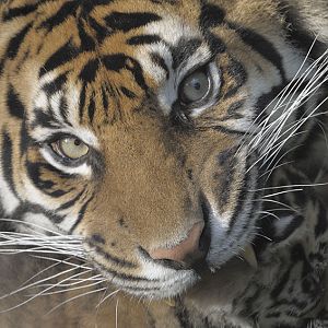 Sumatran tiger Kirana picking up a cub