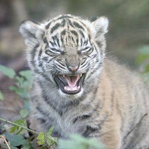 Sumatran tiger cub squealing