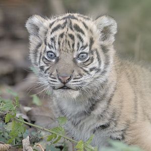 Sumatran tiger cub