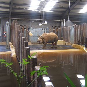 View inside new Indian Rhino House