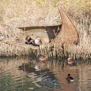 Asian Wetland Pen at London WWT (Barnes), 15/11/11