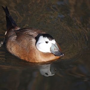 White-headed Duck at London WWT (Barnes), 15/11/11
