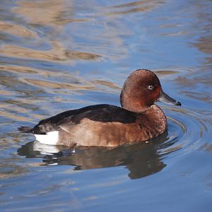 Ferruginous Duck at London WWT (Barnes), 15/11/11