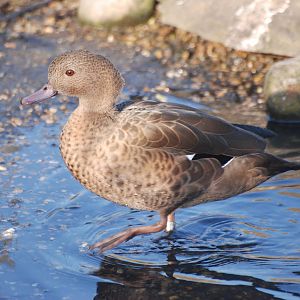 Madagascar Teal at London WWT (Barnes), 15/11/11