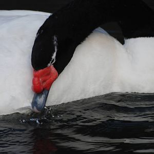 Black-necked Swan at London WWT (Barnes), 15/11/11