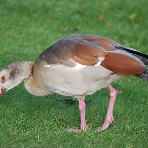 Egyptian Goose at London WWT (Barnes), 15/11/11
