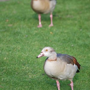 Egyptian Geese at London WWT (Barnes), 15/11/11
