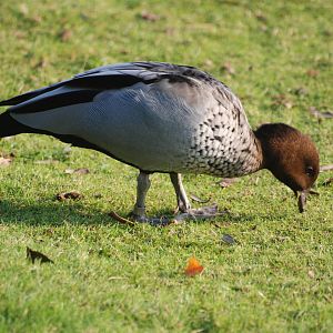 Maned Goose at London WWT (Barnes), 15/11/11