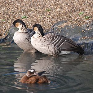 Hawaiian Pen at London WWT (Barnes), 15/11/11
