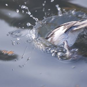 Diving Smew at London WWT (Barnes), 15/11/11