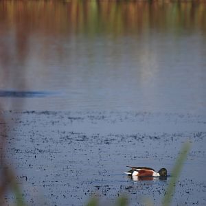 Wild Shoveler at London WWT (Barnes), 15/11/11