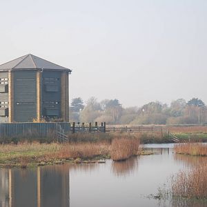 Reserve View at London WWT (Barnes), 15/11/11