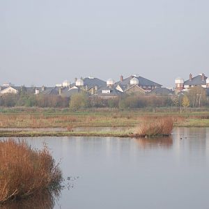 Reserve View at London WWT (Barnes), 15/11/11