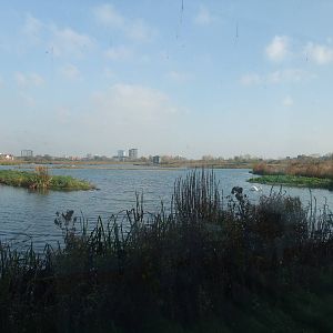 Reserve View at London WWT (Barnes), 15/11/11