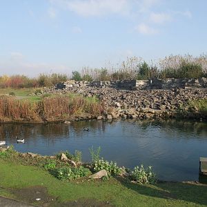 Frozen North Waterfowl Pen at London WWT (Barnes), 15/11/11