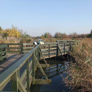 Asian Marsh Waterfowl Pen at London WWT (Barnes), 15/11/11