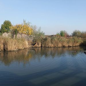 Asian Marsh Waterfowl Pen at London WWT (Barnes), 15/11/11